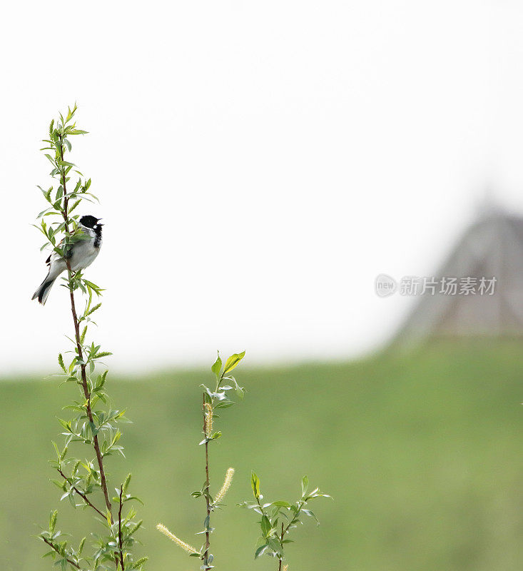 里德·班廷(Emberiza schoeniclus)